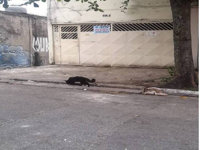 Locação em Vila Regina ( Zona Leste) - São Paulo